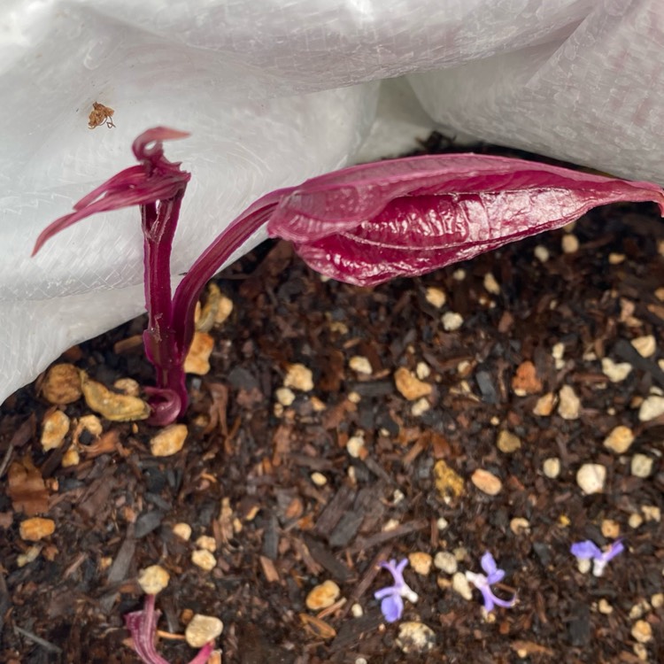 plant image 1724796