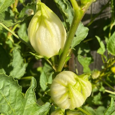 Hibiscus sabdariffa