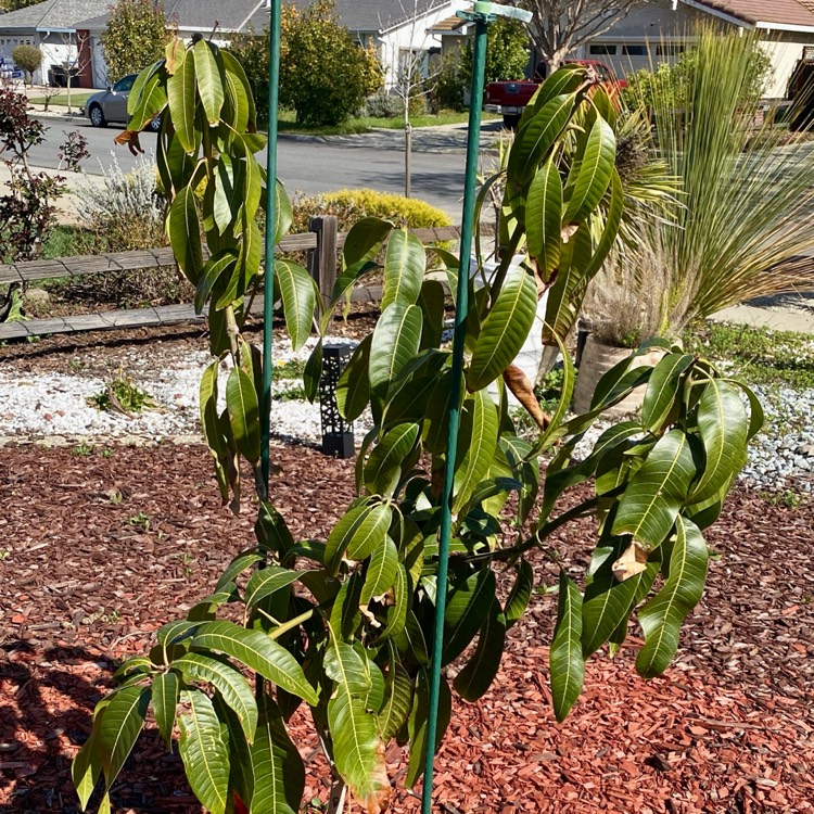 plant image 1730566