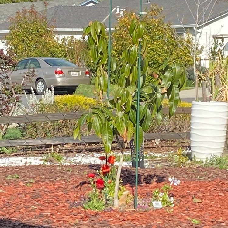plant image 1730621