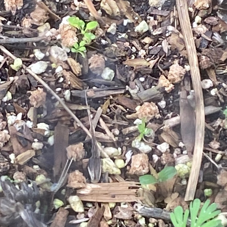 plant image 1730650