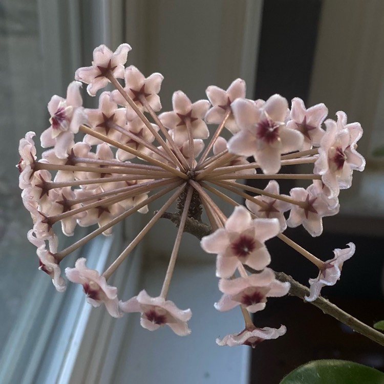 plant image 1730708 plant image 1730708