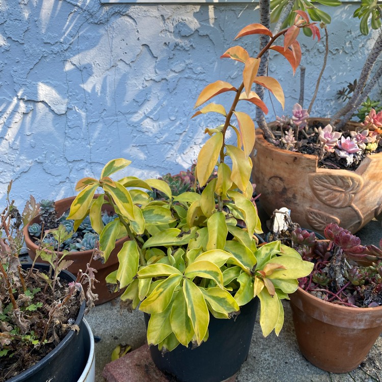 plant image 1730716 plant image 1730716