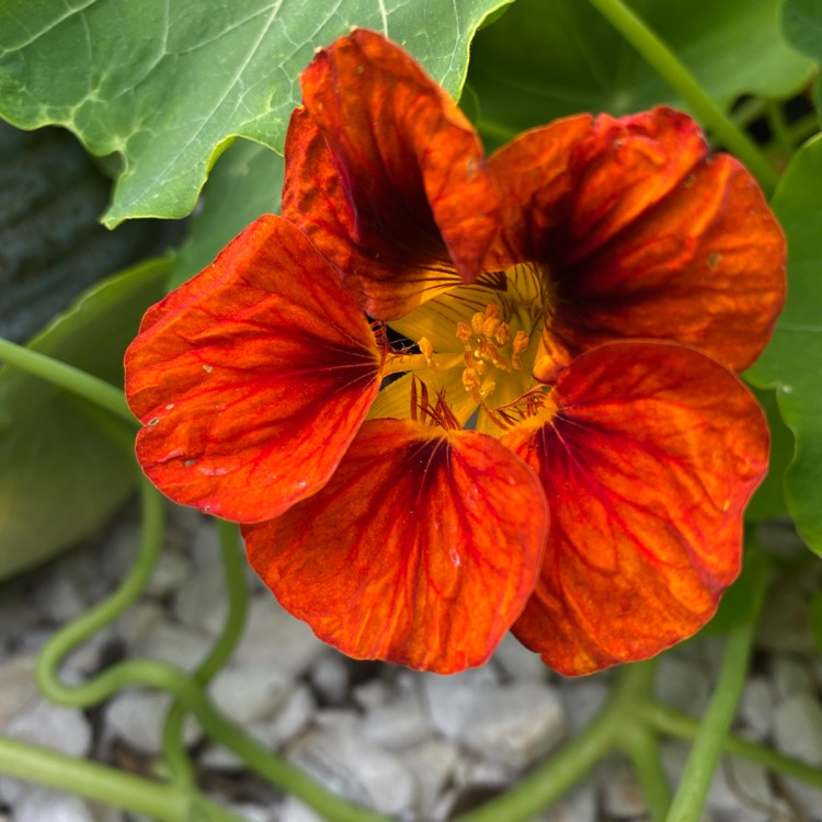 plant image 1730783 plant image 1730783