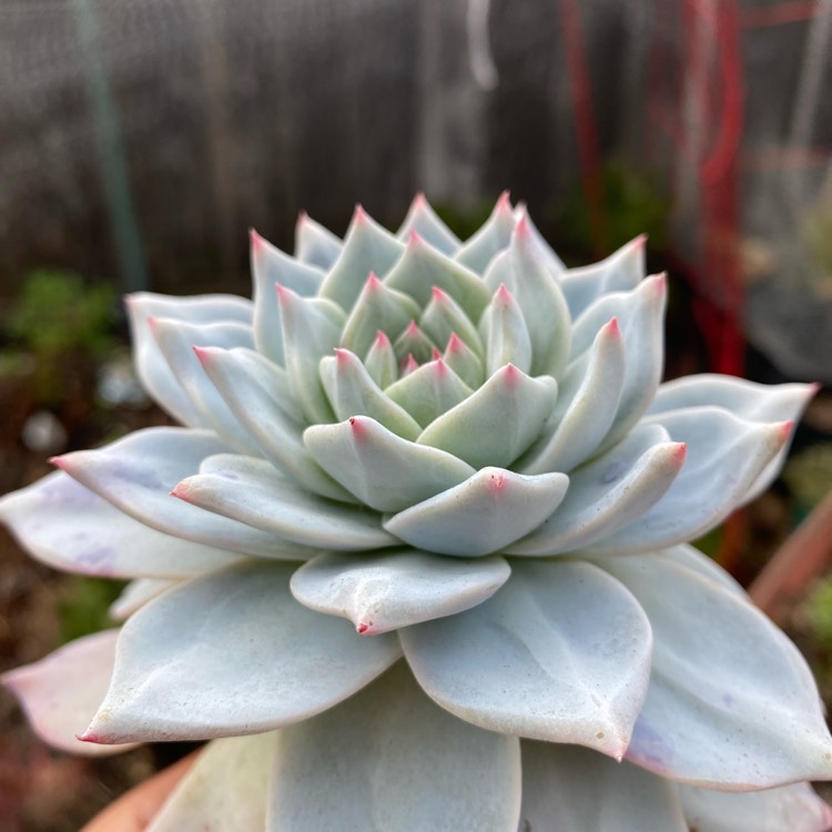 plant image 1730790