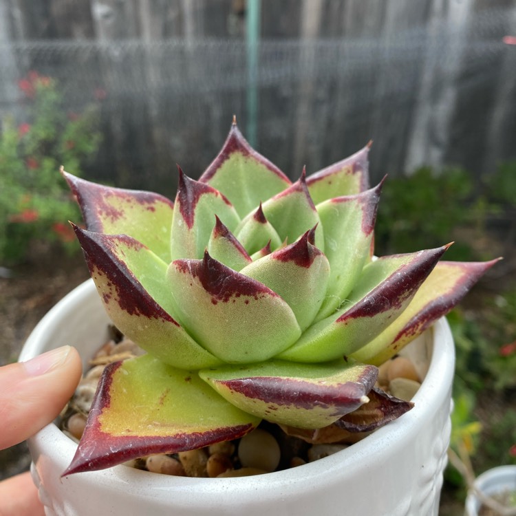 plant image 1730791 plant image 1730791
