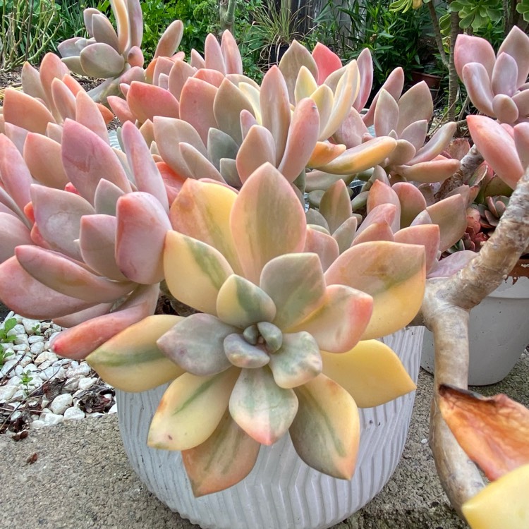 plant image 1730796