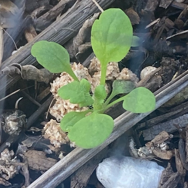 plant image 1731002