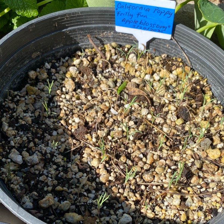 plant image 1731187