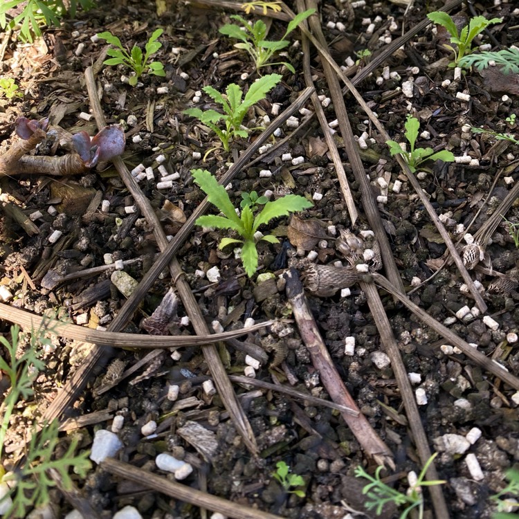 plant image 1731997