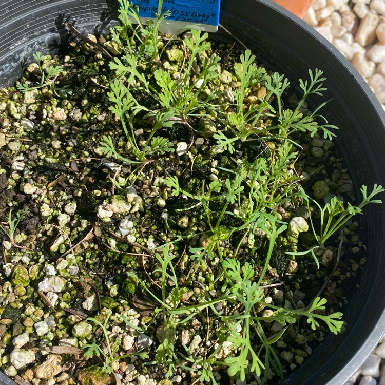plant image 1732008