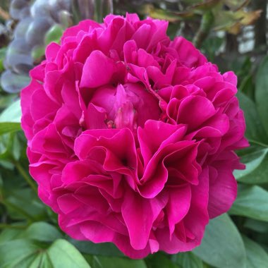 Peony