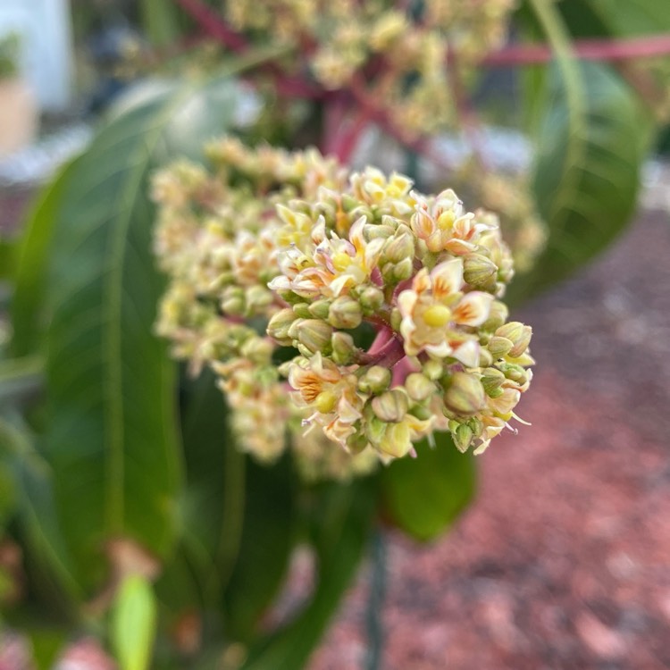 plant image 1734212 plant image 1734212