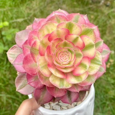 Aeonium Pink Witch
