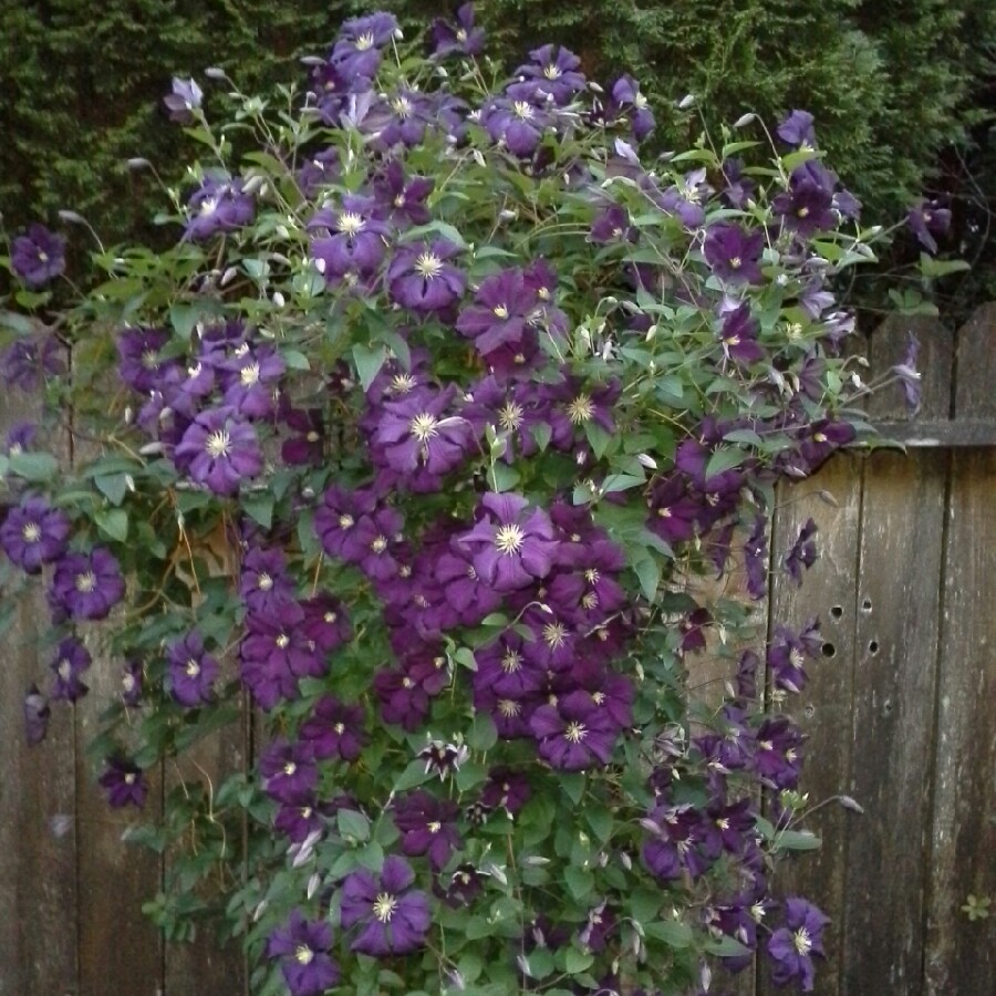 Clematis 'Etoile Violette'
