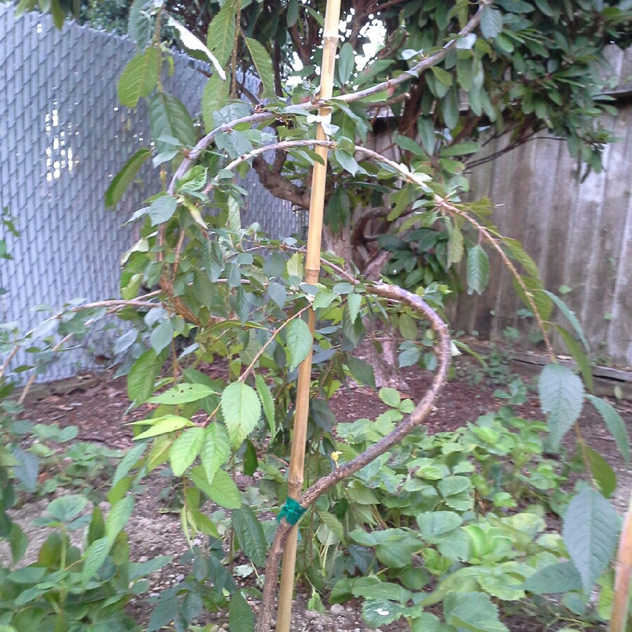 Weeping Cherry