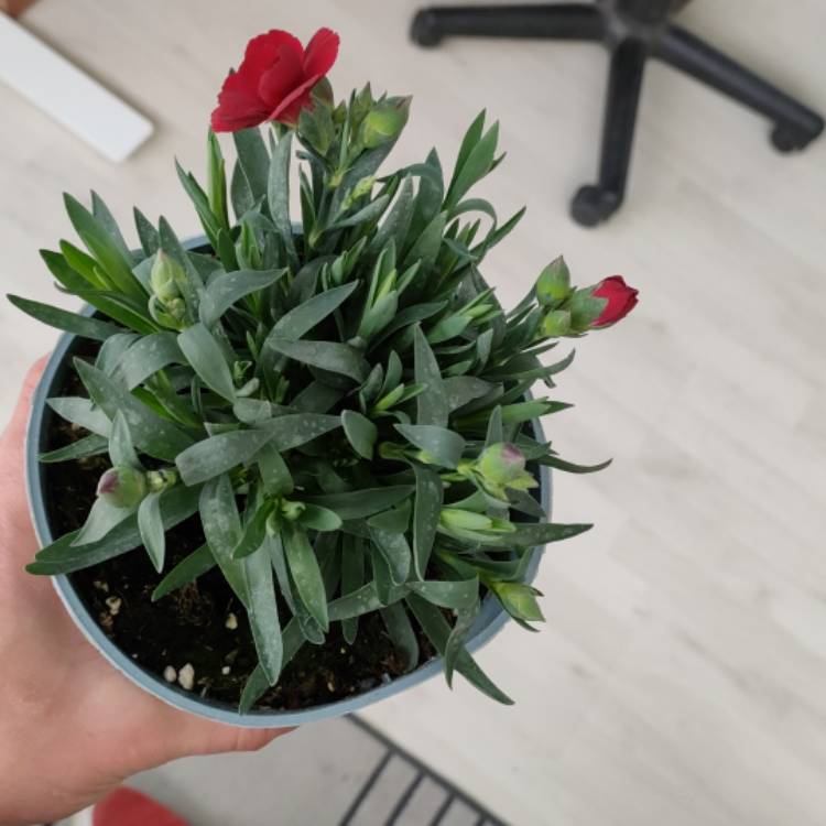 Plant image Dianthus 'Olivia Cherry' (Beauties® Series)