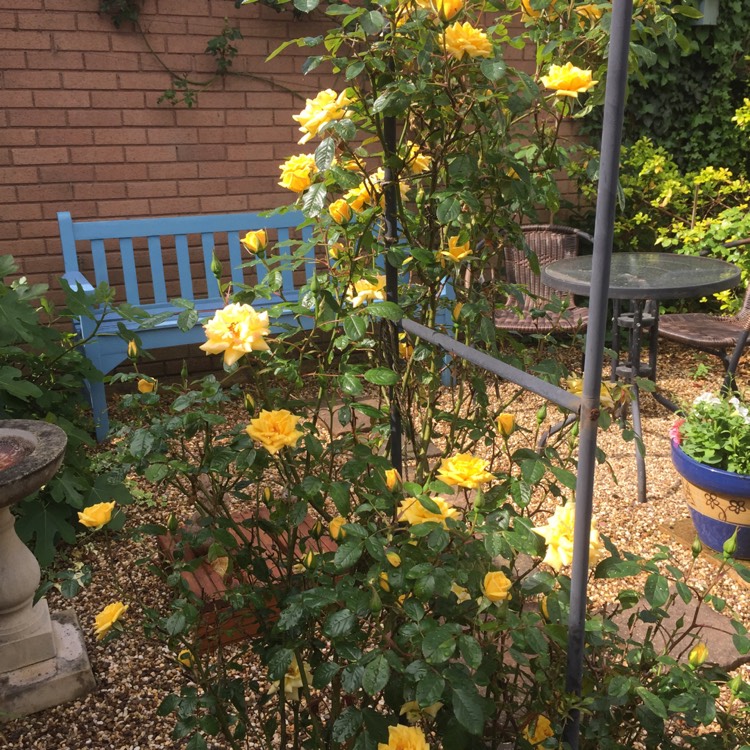 plant image 715974