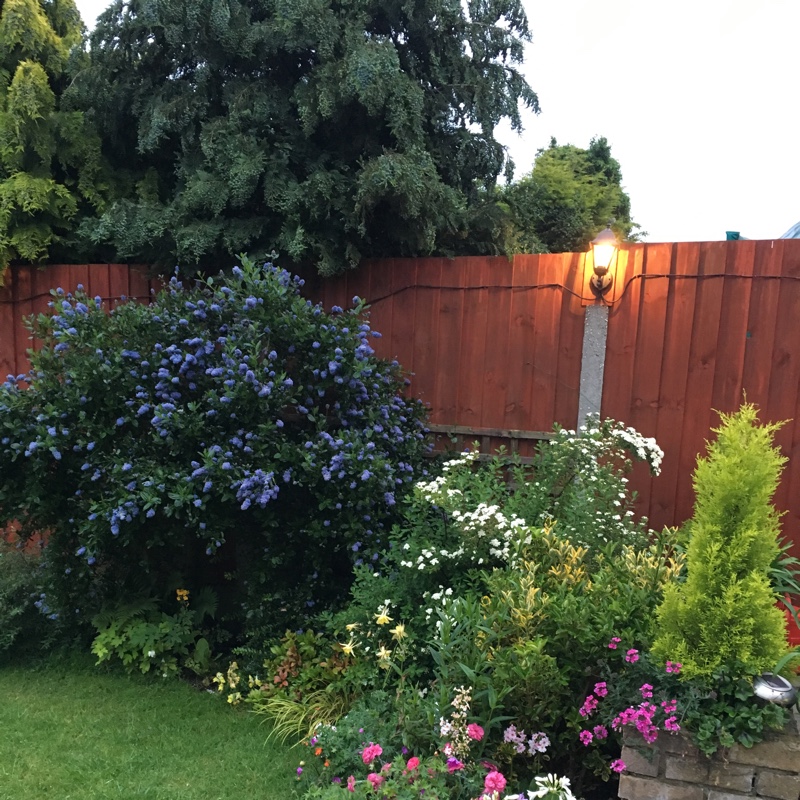 Michelle's garden