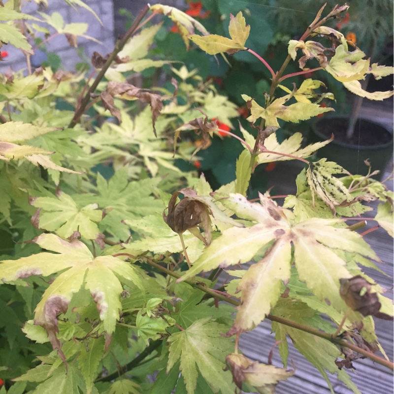 Acer palmatum 'Orange Dream'