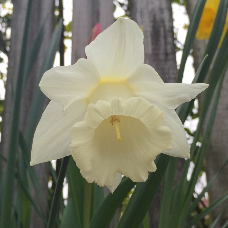 Plant image Narcissus 'Mount Hood'