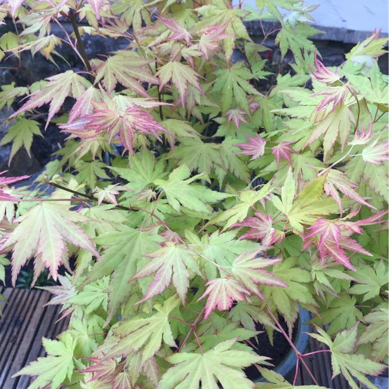 plant image 76084 plant image 76084