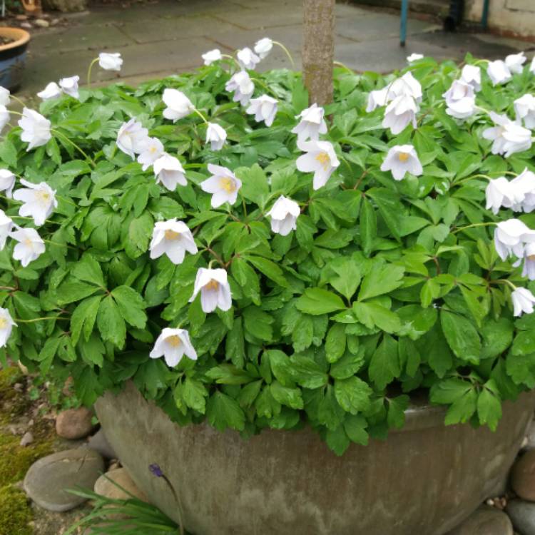 plant image 676656