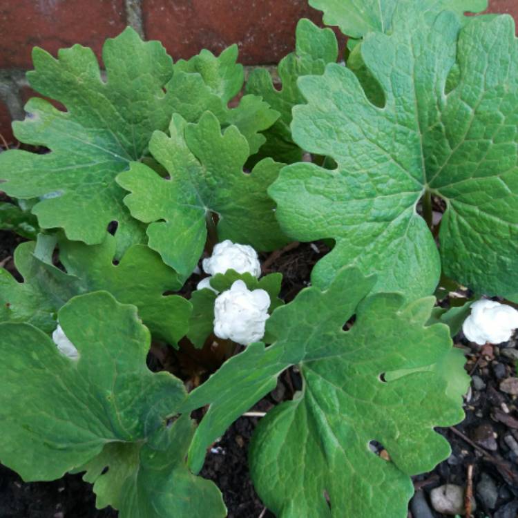 plant image 676701