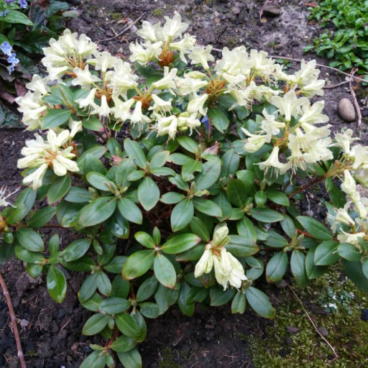plant image 676775