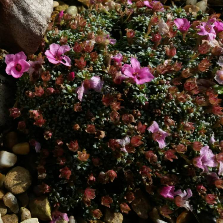 plant image 678565