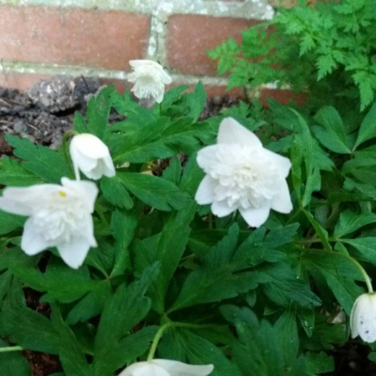 Plant image Anemone nemorosa 'Alba Plena'