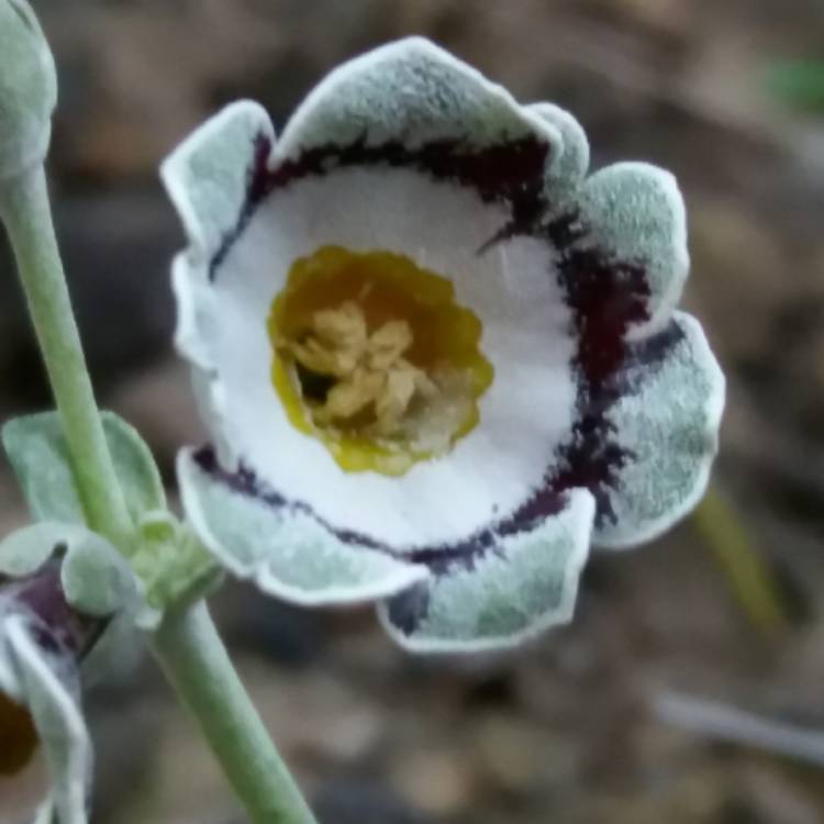 plant image 685340