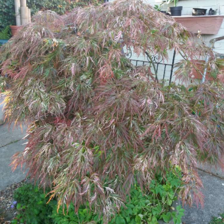 plant image 705020