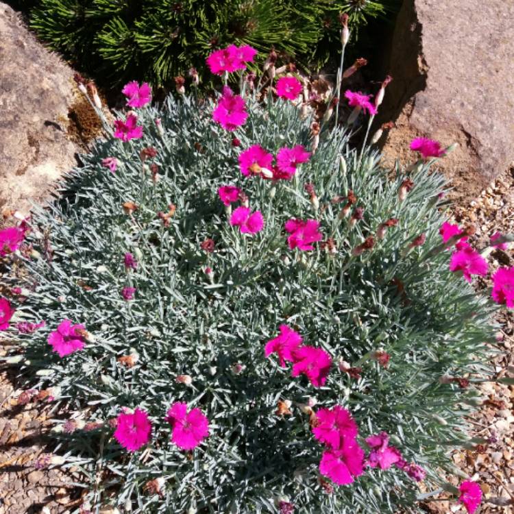 plant image 784612