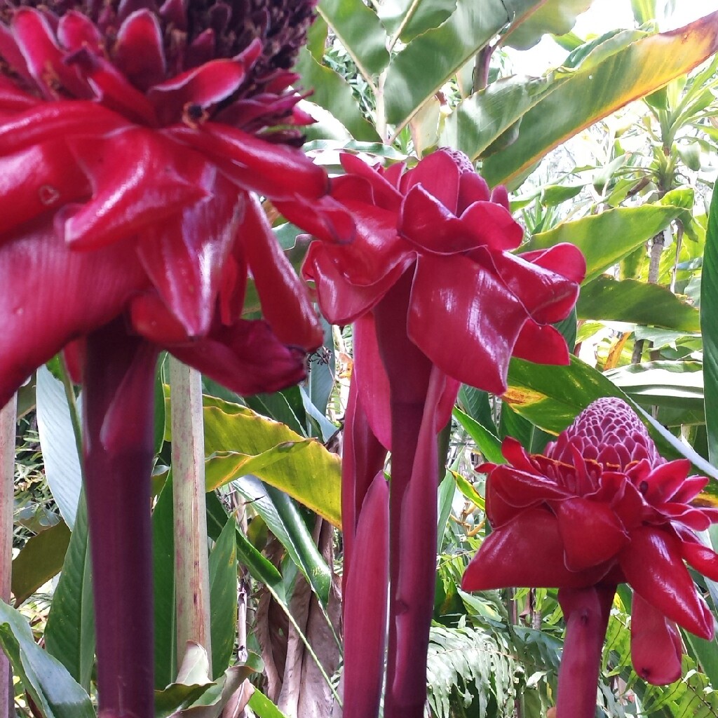Plant image Etlingera elatior