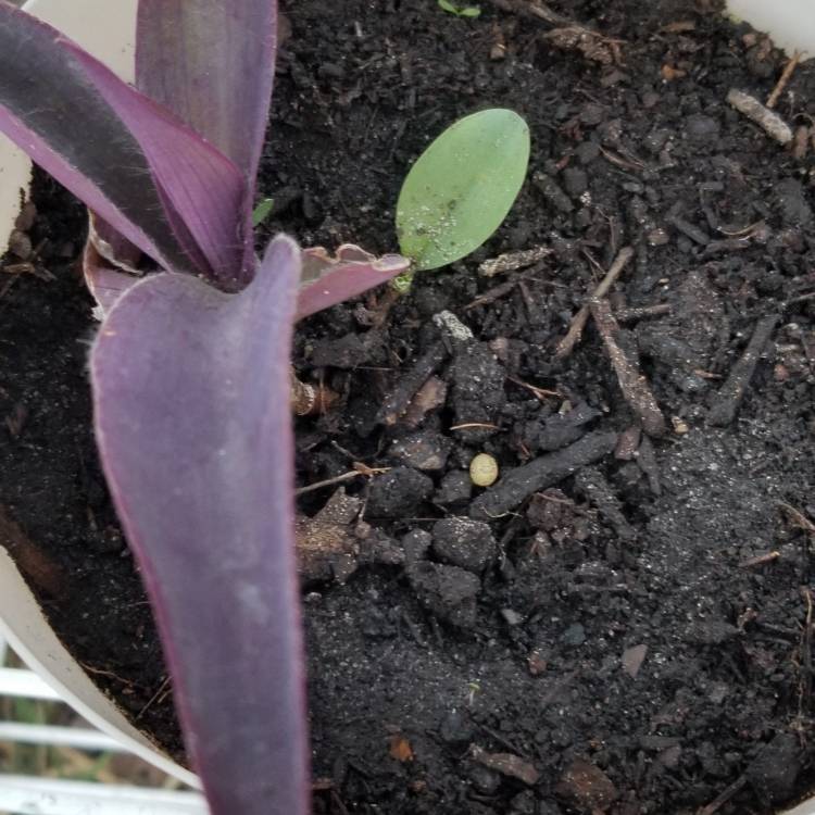 plant image 1300521