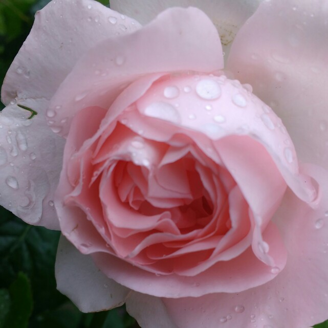 plant image 114682