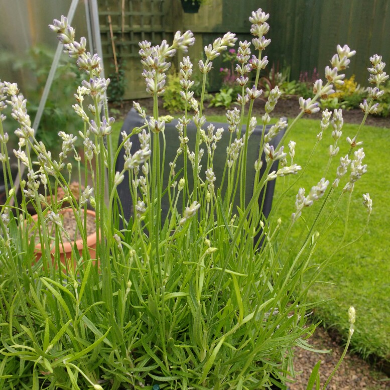 Plant image Lavandula