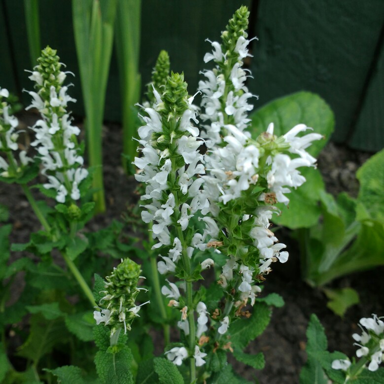 Plant image Salvia nemorosa 'Snow Mound'