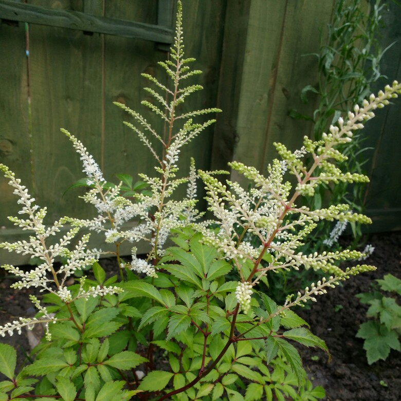 Plant image Astilbe simplicifolia 'Sprite'