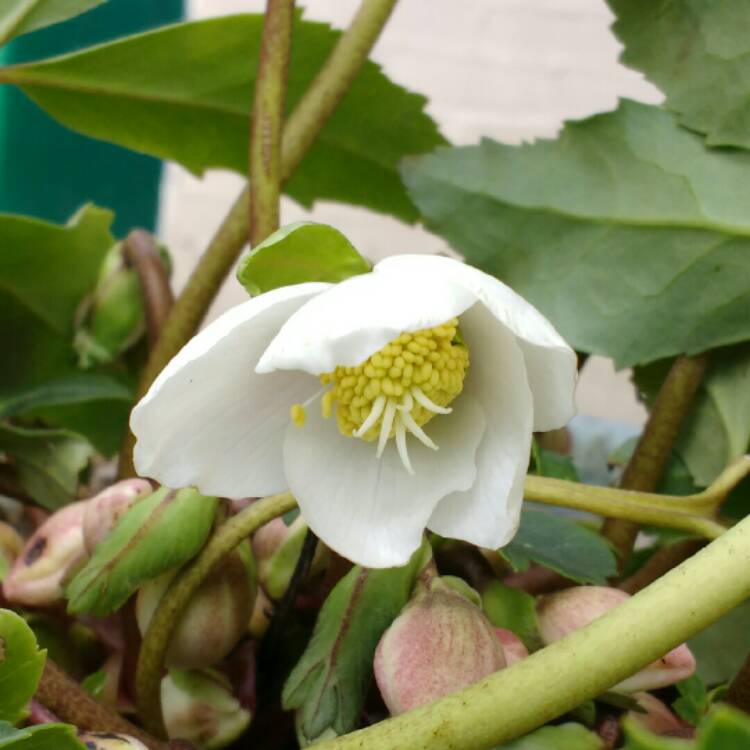 Plant image Helleborus niger
