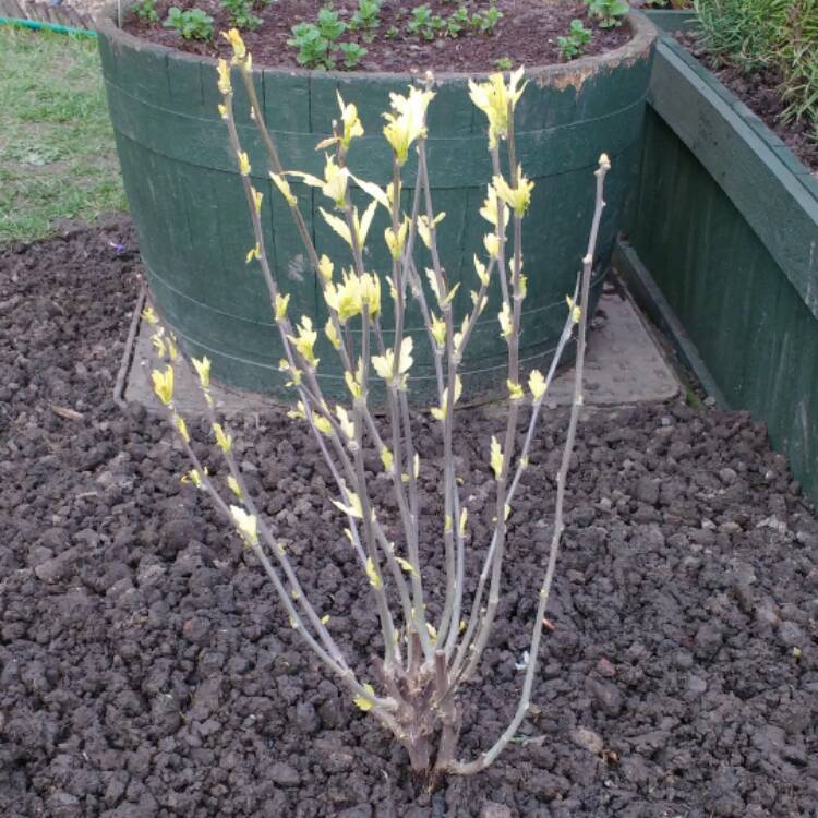 plant image 332634