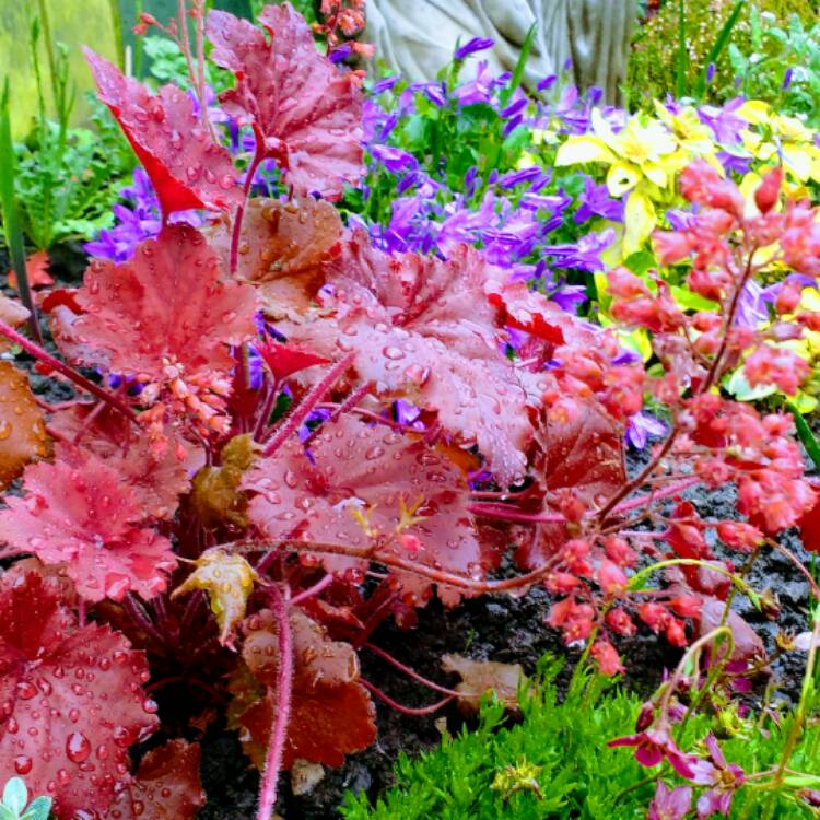 Plant image Heuchera 'Cherry Cola'