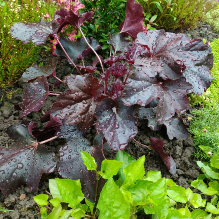Plant image Heuchera 'Obsidian Coral bells'
