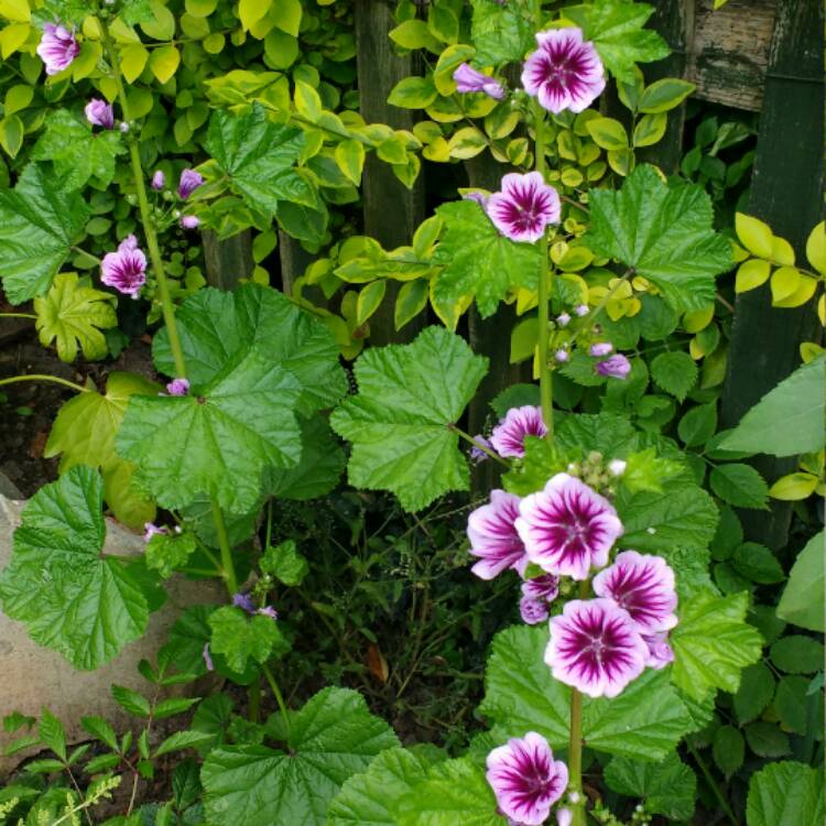 Plant image Malva Sylvestris 'Zebrina' syn. Alcea rosea 'Zebrina'