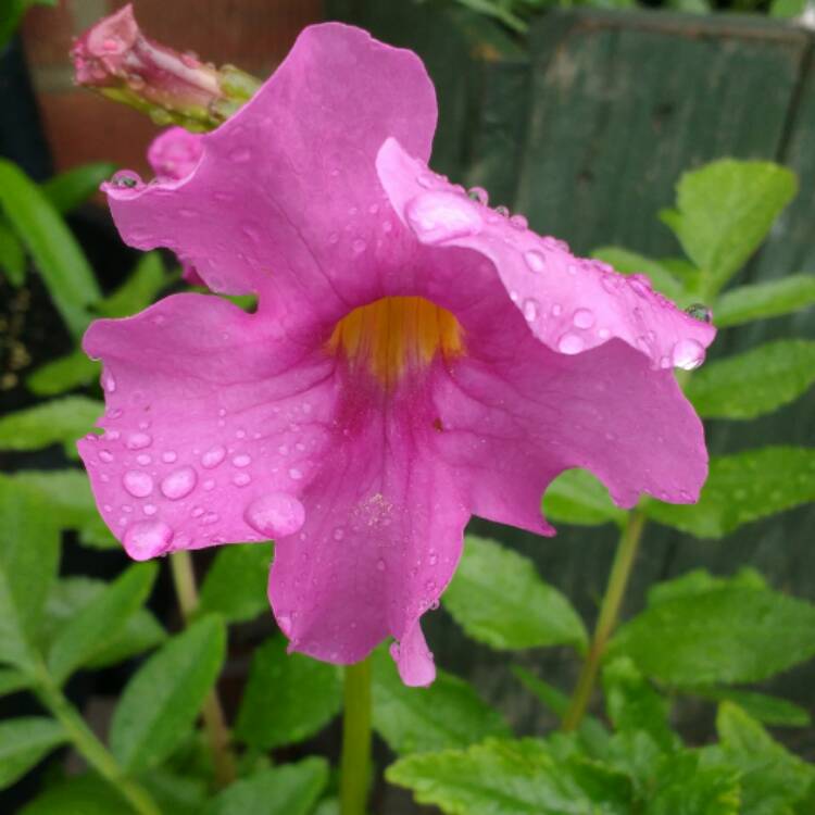 Plant image Incarvillea Delavayi