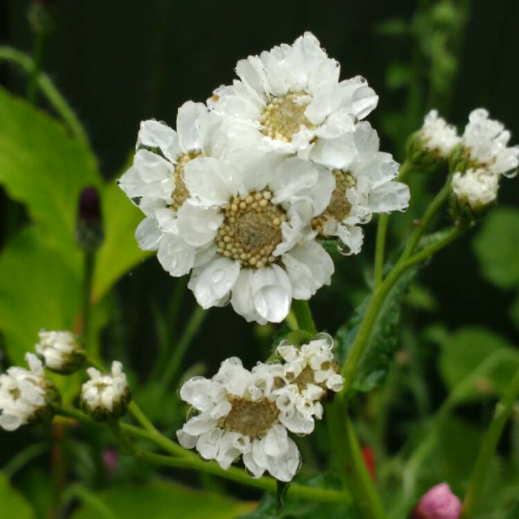 Plant image Achillea ptarmica 'The Pearl'