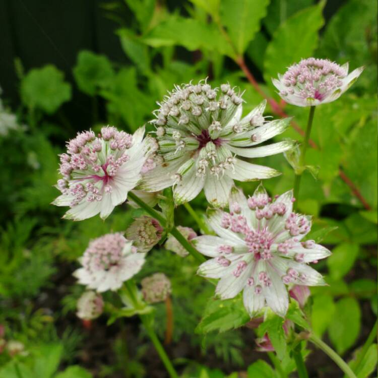 Plant image Astrantia major 'Florence'