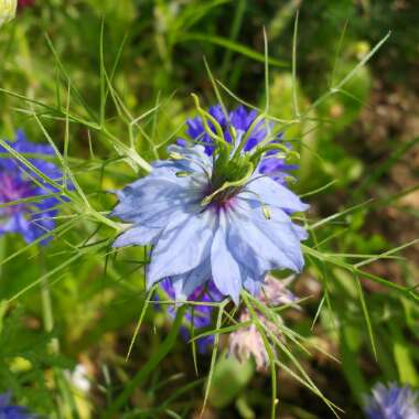 Nigella