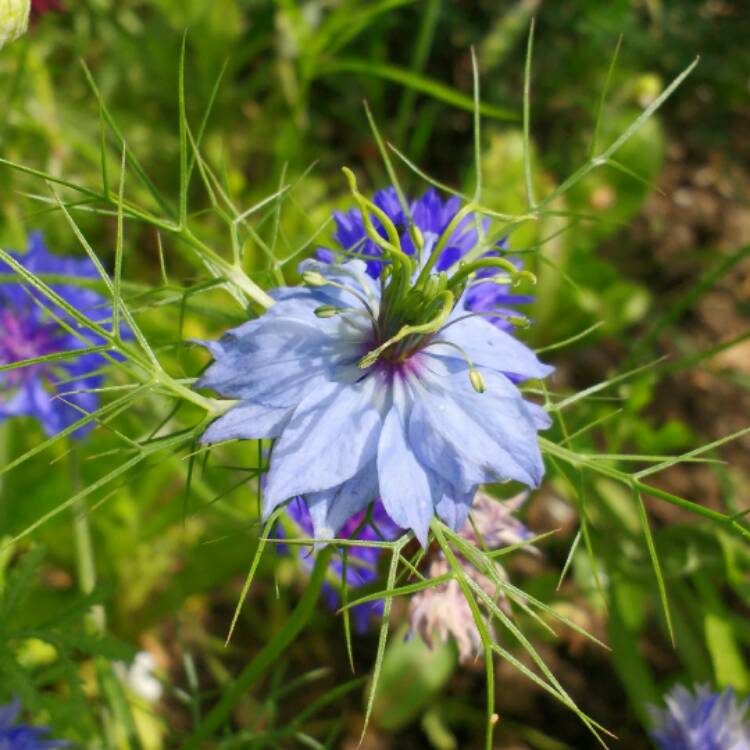 plant image 486241